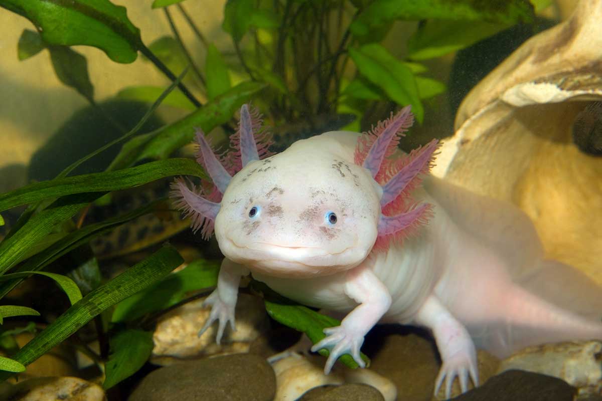 Axolotl Food: What Do Axolotls Eat? (What Can't They Eat?)